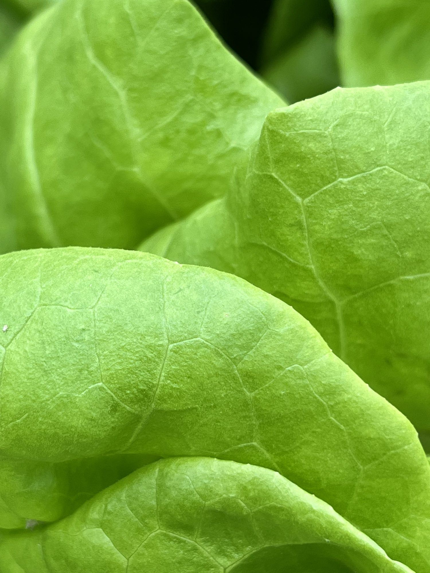 Close-up of smooth, bright green butterhead lettuce leaves