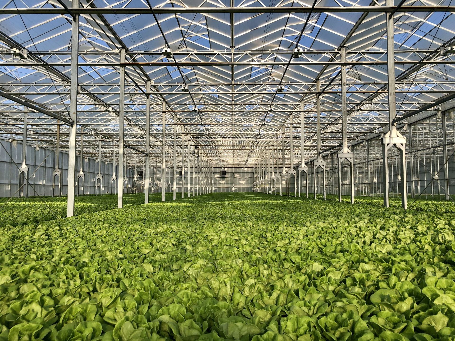 Rows of butterhead lettuce stretching to the far wall of the District Farms greenhouse