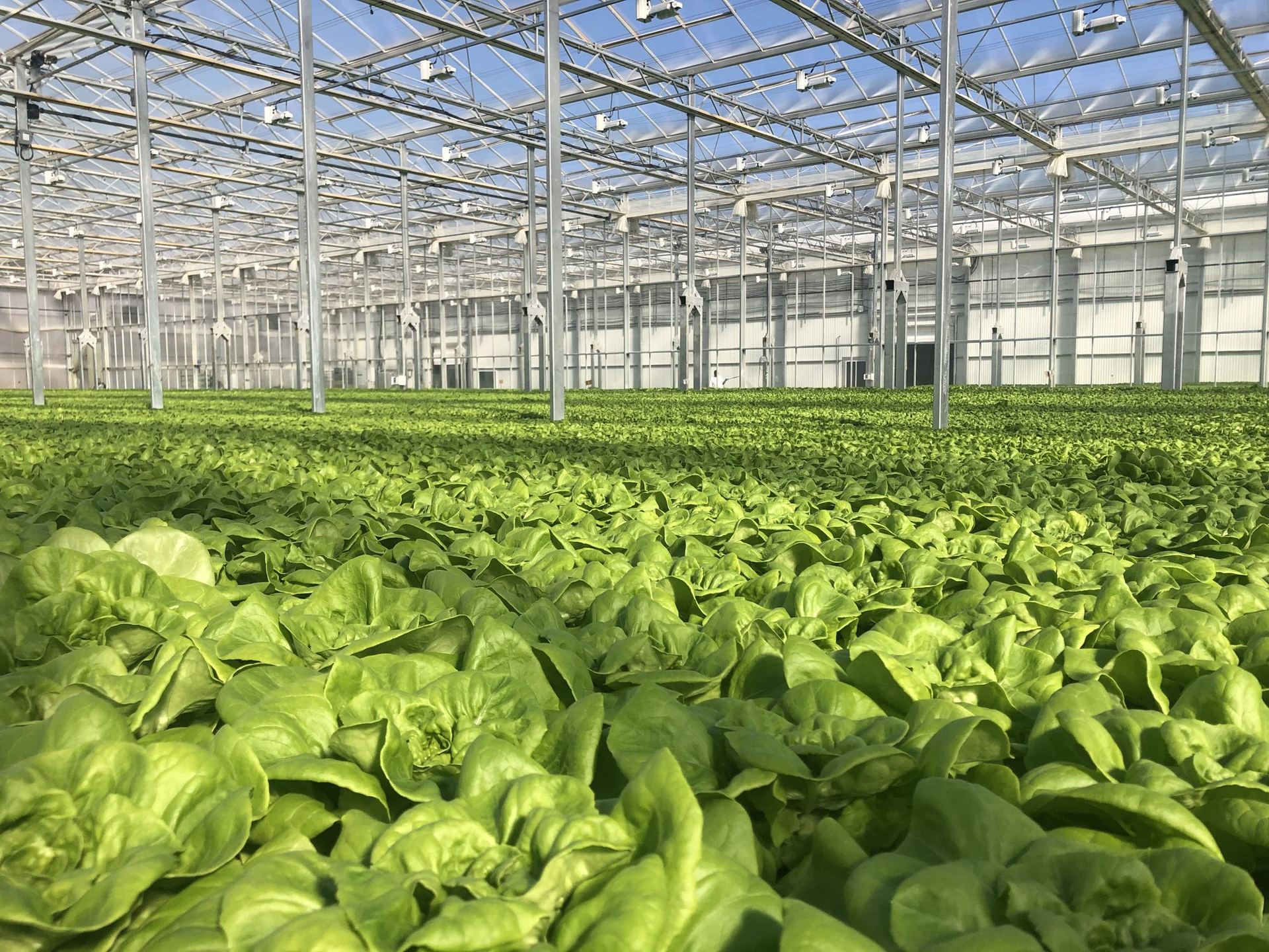 A sea of bright green butterhead lettuce stretching toward the far wall of the greenhouse under a clear glass roof