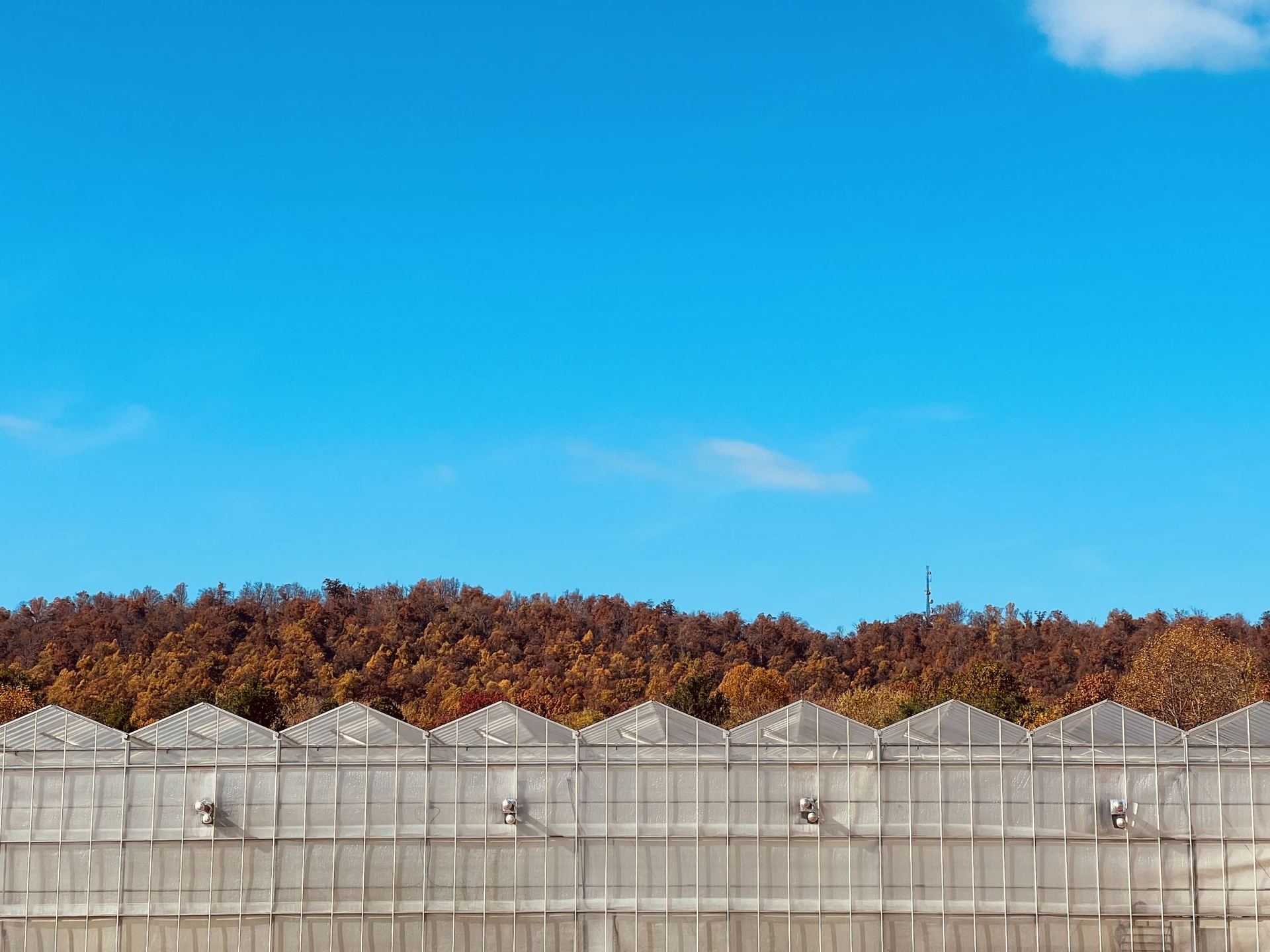 The sawtooth roofline of the District Farms greenhouse in front of autumn trees under a blue sky