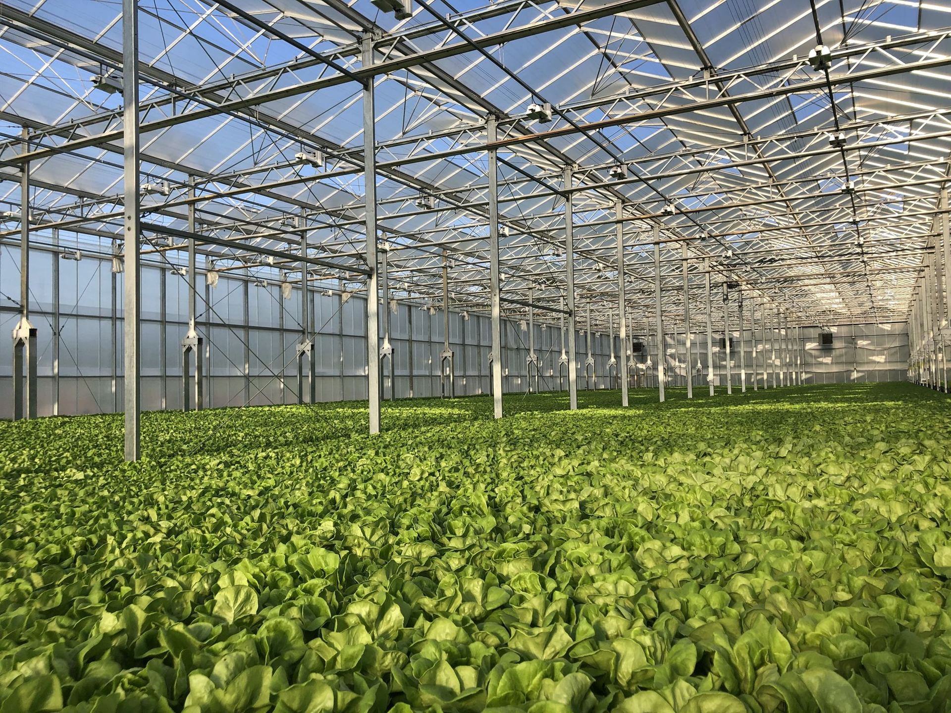 Lettuce growing hydroponically beneath the steel greenhouse frame