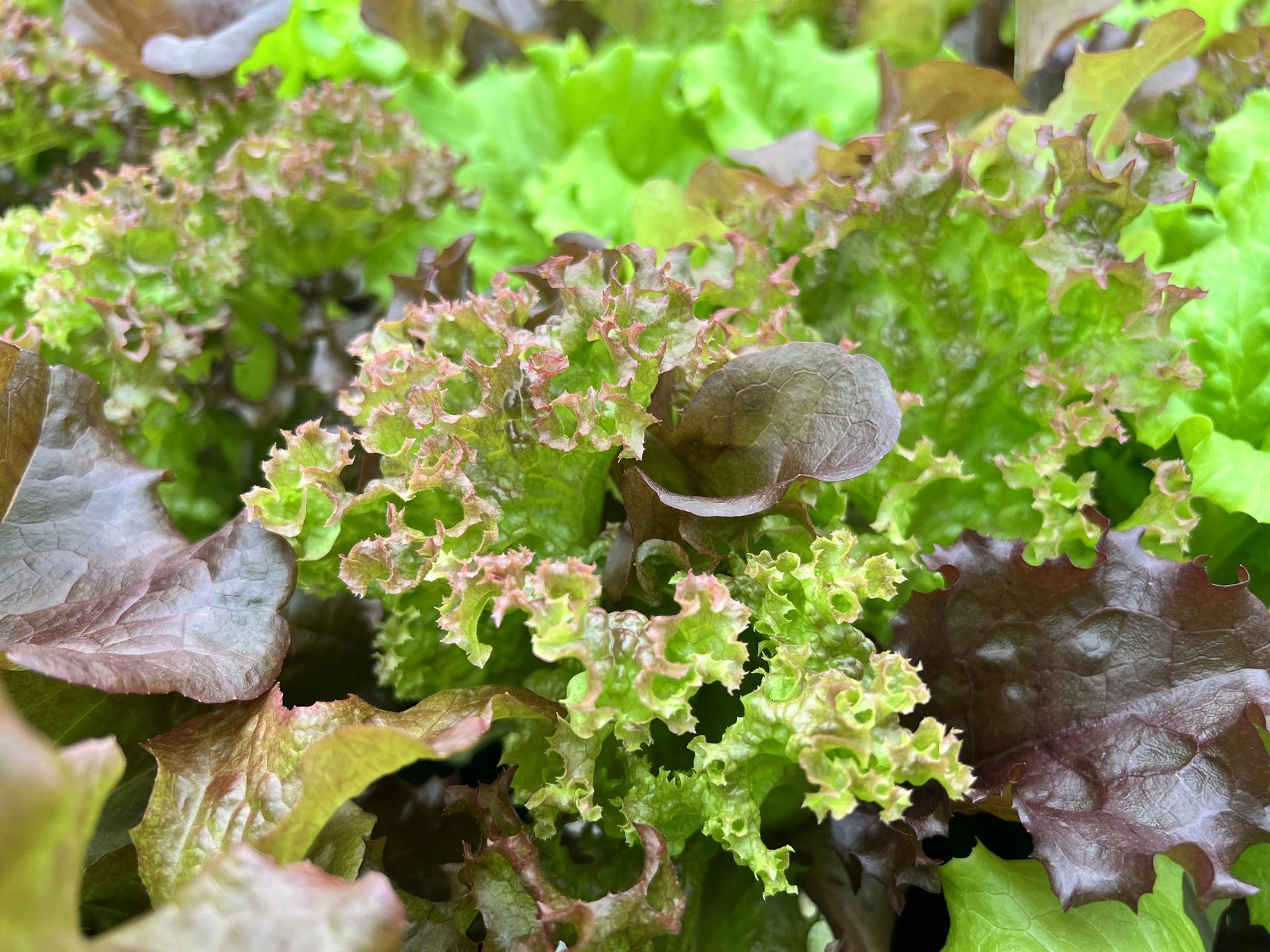 Close-up of red and green loose leaf lettuce growing together