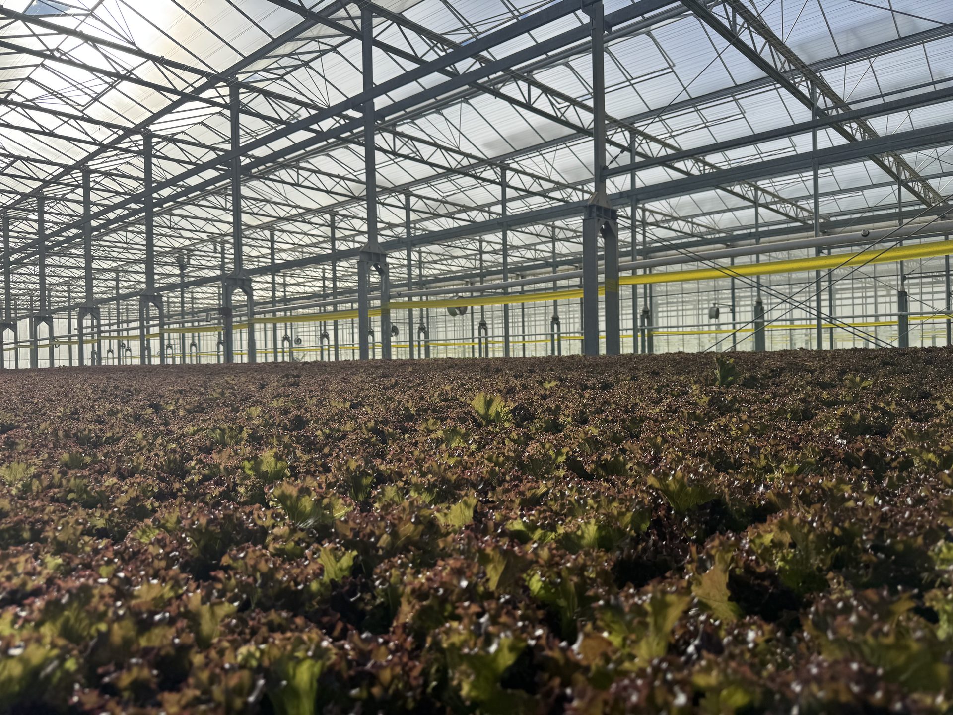 A field of red leaf lettuce growing under the glass roof of the District Farms greenhouse
